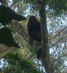 Alouatta guariba