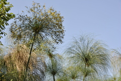 Cyperus papyrus