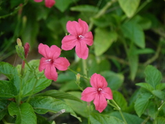 Ruellia rosea