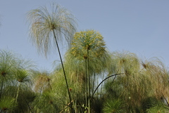 Cyperus papyrus