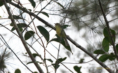 Vireo gundlachii