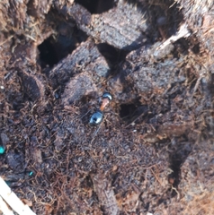Camponotus novaeboracensis