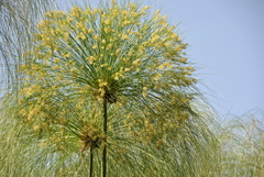 Cyperus papyrus
