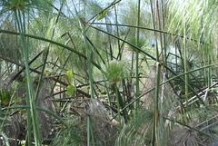 Cyperus papyrus