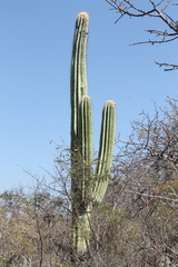 Cephalocereus fulviceps