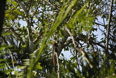 Cercopithecus ascanius