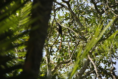 Cercopithecus ascanius