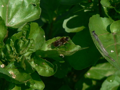 Stratiomys longicornis