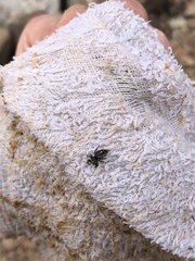 Phidippus insignarius
