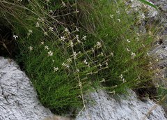 Silene saxifraga