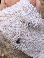 Phidippus insignarius