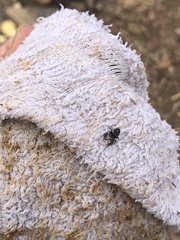 Phidippus insignarius