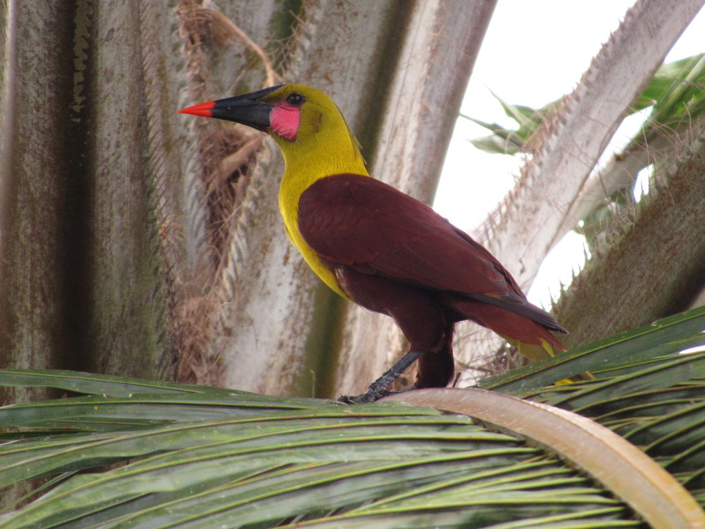 Olive Oropendola