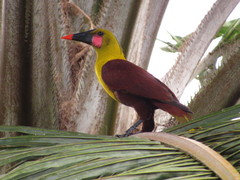 Olive Oropendola photo 1