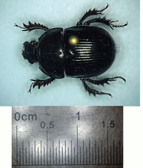 Geotrupes balyi