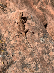 Urosaurus ornatus wrighti