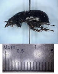 Geotrupes balyi