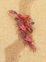 Probergrothius sanguinolens