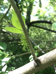 Forestiera acuminata