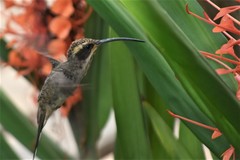 Phaethornis