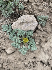 Cymopterus glaucus