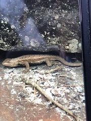 Sceloporus consobrinus