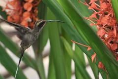 Phaethornis