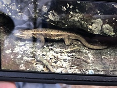Sceloporus consobrinus