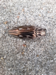 Chalcophora georgiana