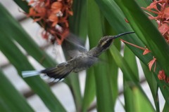 Phaethornis