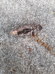 Chalcophora georgiana