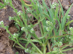 Plagiobothrys stipitatus
