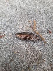 Chalcophora georgiana