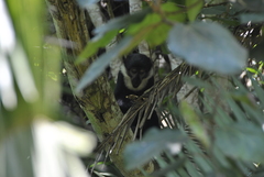 Allochrocebus lhoesti