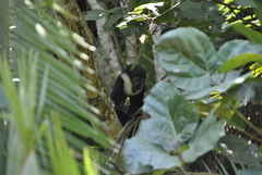 Allochrocebus lhoesti