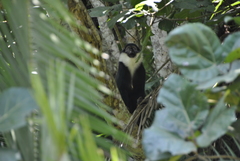 Allochrocebus lhoesti