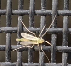 Pterygota