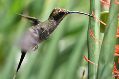 Phaethornis