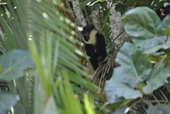 Allochrocebus lhoesti