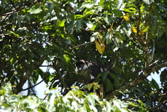 Cercopithecus ascanius