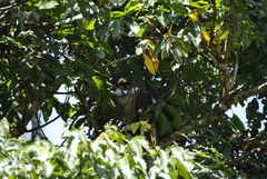 Cercopithecus ascanius