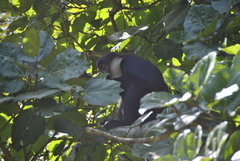 Allochrocebus lhoesti