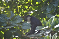 Allochrocebus lhoesti