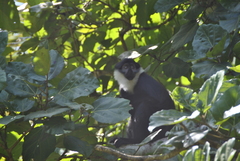 Allochrocebus lhoesti