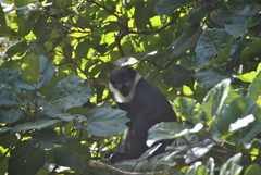 Allochrocebus lhoesti