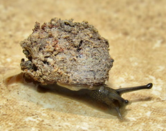Conulinus