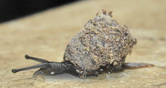 Conulinus