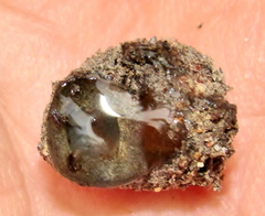 Conulinus