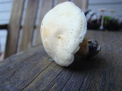 Tricholoma odorum