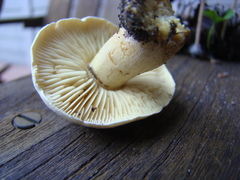 Tricholoma odorum